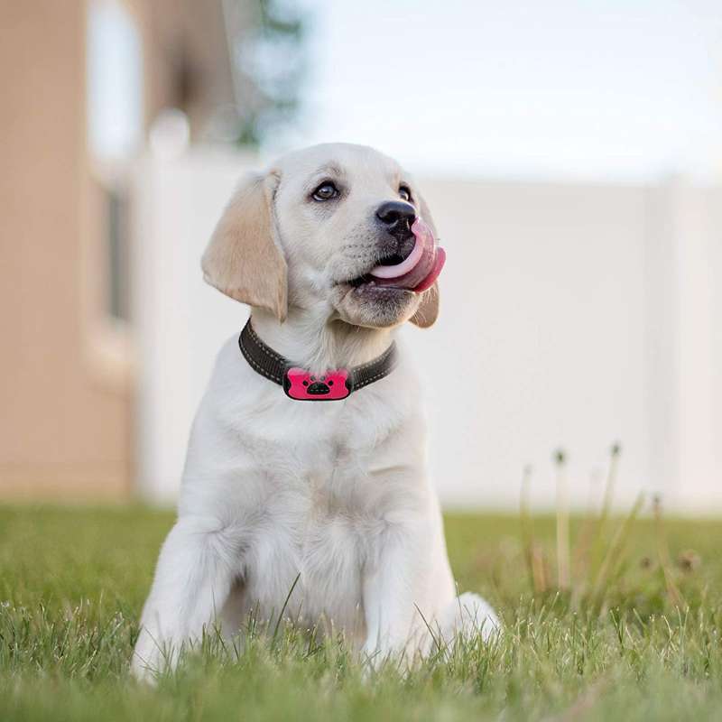PuppyLove | Painless Anti-Bark Collar